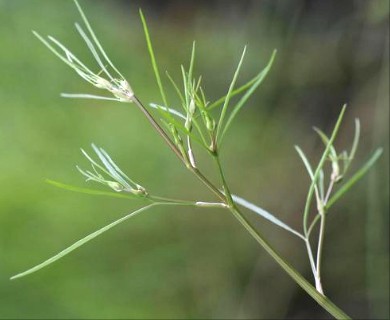 Cicuta bulbifera