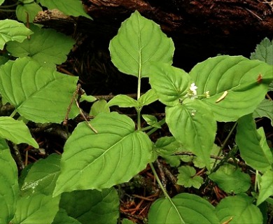 Circaea alpina