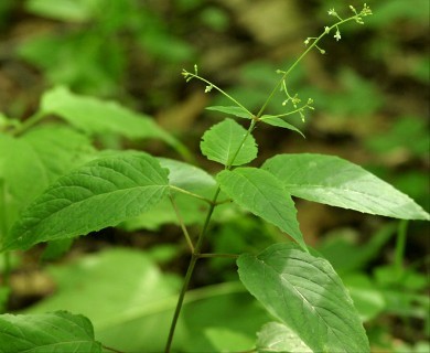 Circaea canadensis