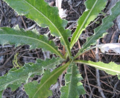 Cirsium andersonii