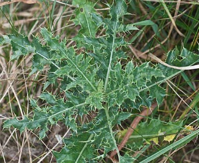 Cirsium arvense