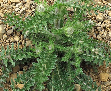 Cirsium edule