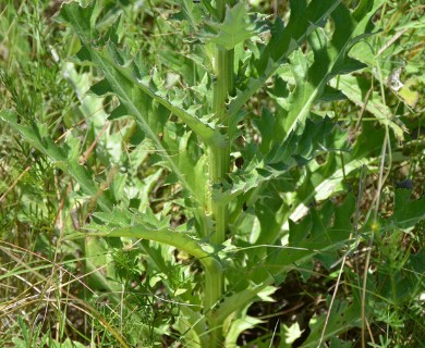 Cirsium grahamii