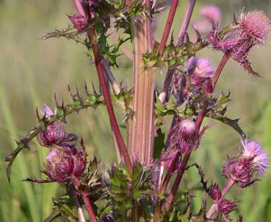 Cirsium horridulum