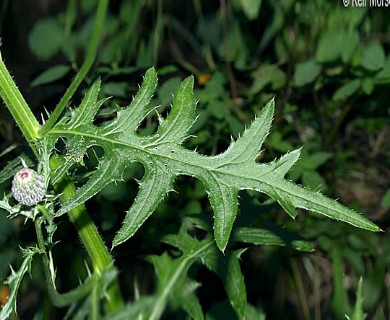 Cirsium muticum