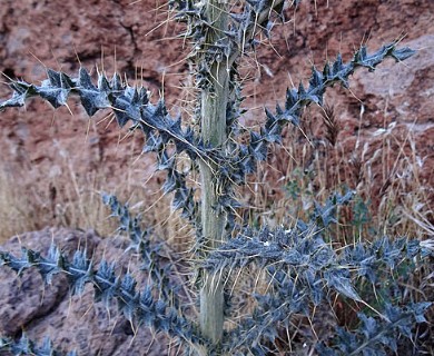 Cirsium neomexicanum