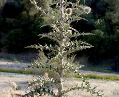 Cirsium occidentale