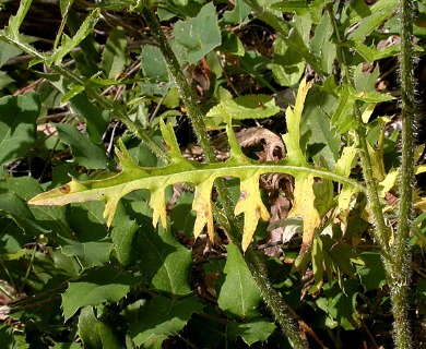 Cirsium remotifolium