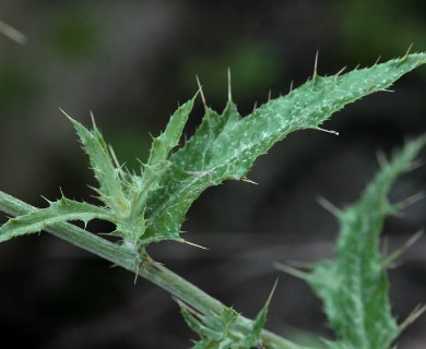 Cirsium undulatum