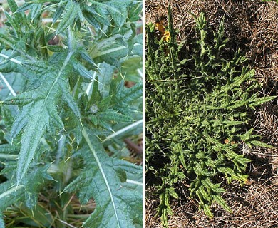 Cirsium vulgare