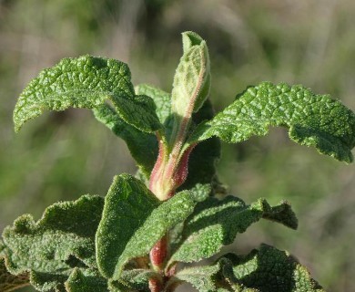 Cistus creticus