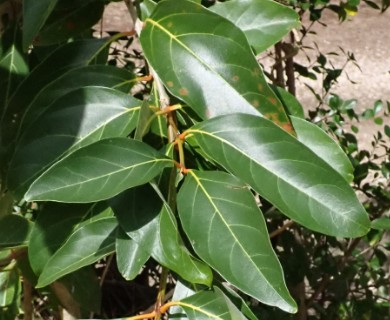 Citharexylum spinosum