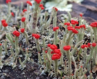 Cladonia macilenta