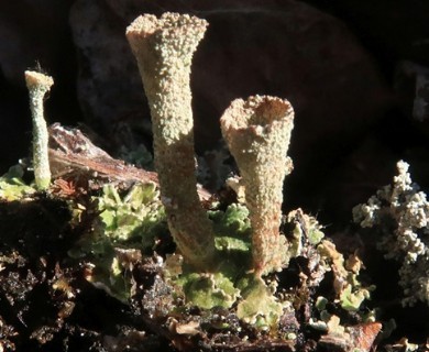 Cladonia pyxidata