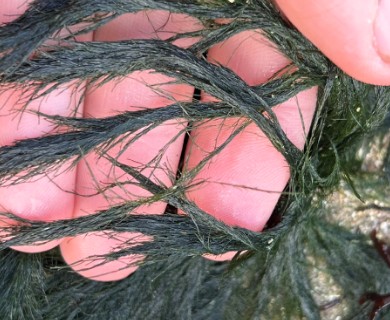 Cladophora rupestris