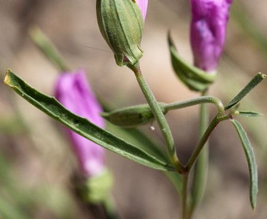 Clarkia bottae