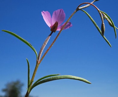 Clarkia gracilis