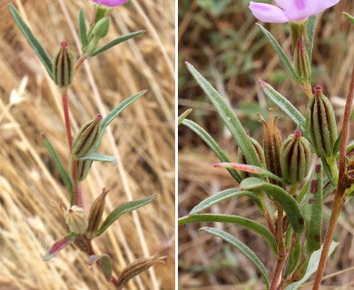 Clarkia purpurea