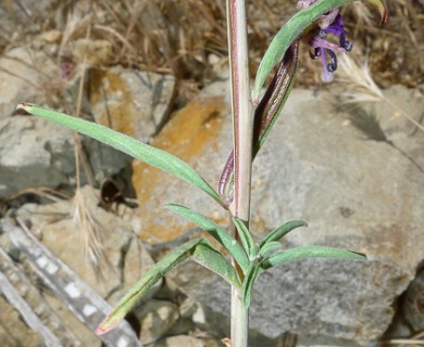 Clarkia xantiana