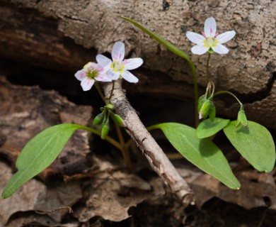 Claytonia caroliniana