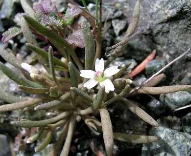 Claytonia exigua