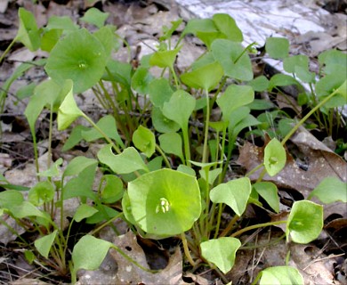 Claytonia perfoliata