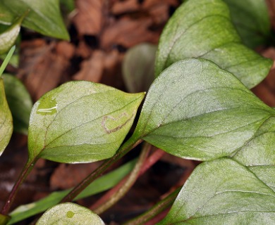 Claytonia sibirica