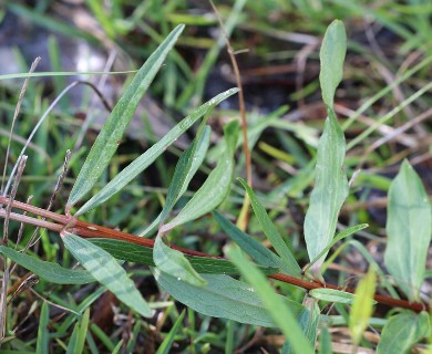 Clematis baldwinii