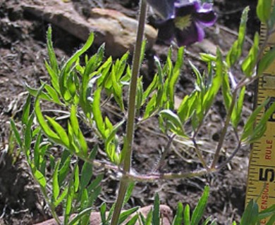 Clematis hirsutissima