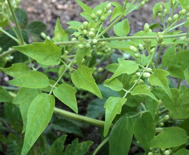 Clematis ligusticifolia