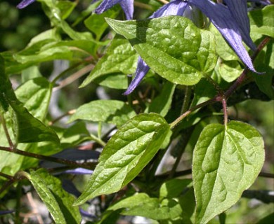 Clematis occidentalis