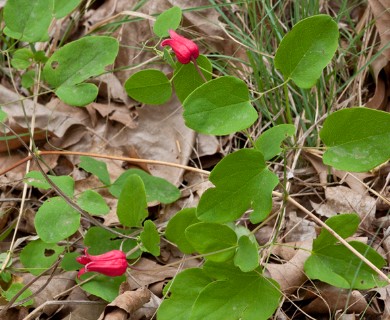 Clematis texensis