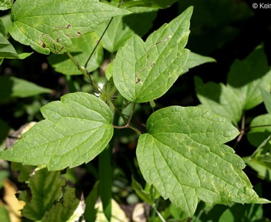 Clematis virginiana