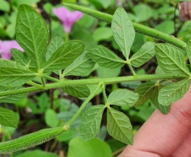 Cleome viscosa