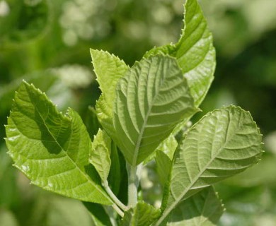 Clethra alnifolia