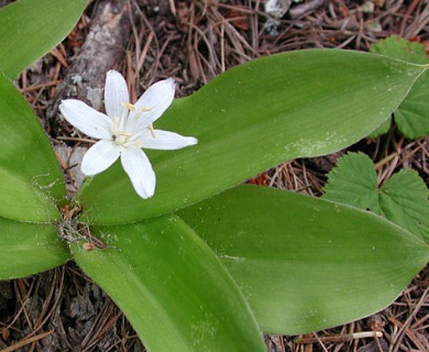 Clintonia uniflora