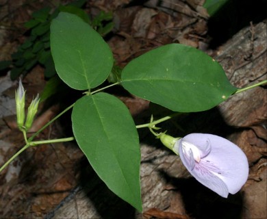 Clitoria mariana