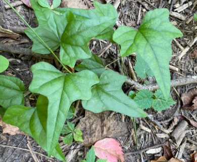 Cocculus carolinus