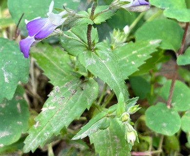Collinsia multicolor