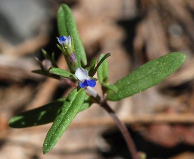 Collinsia parviflora