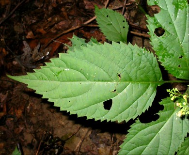 Collinsonia canadensis