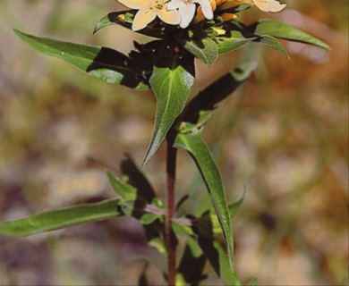 Collomia grandiflora