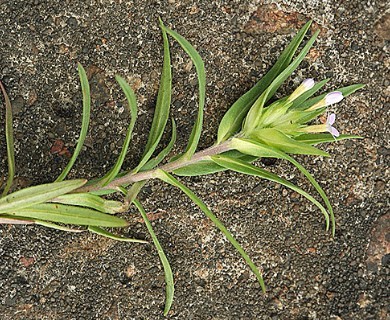 Collomia linearis