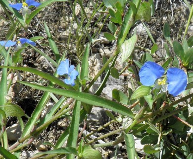 Commelina erecta