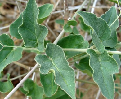 Commicarpus brandegeei