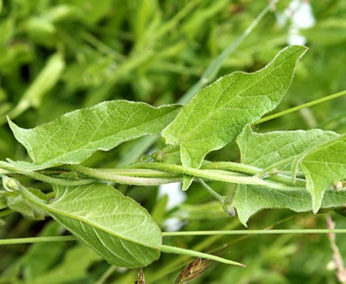 Convolvulus arvensis