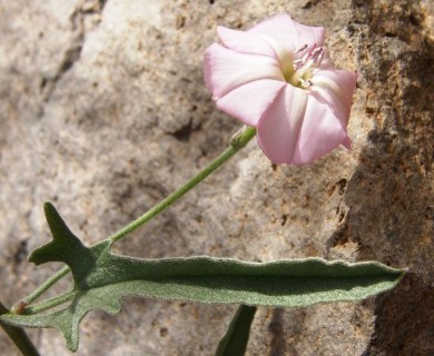 Convolvulus equitans