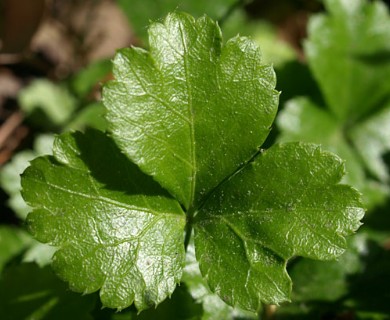 Coptis trifolia