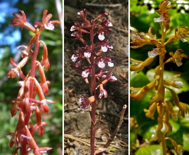 Corallorhiza maculata