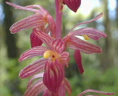 Corallorhiza striata